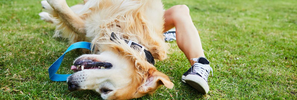 &iquest;POR QU&Eacute; MI PERRO HUELE MAL?