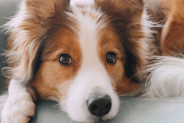 &iquest;C&oacute;mo limpiar los o&iacute;dos a un perro? Gu&iacute;a completa