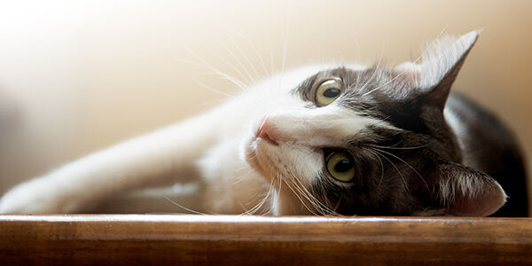 Pourquoi mon chat me patoune ?