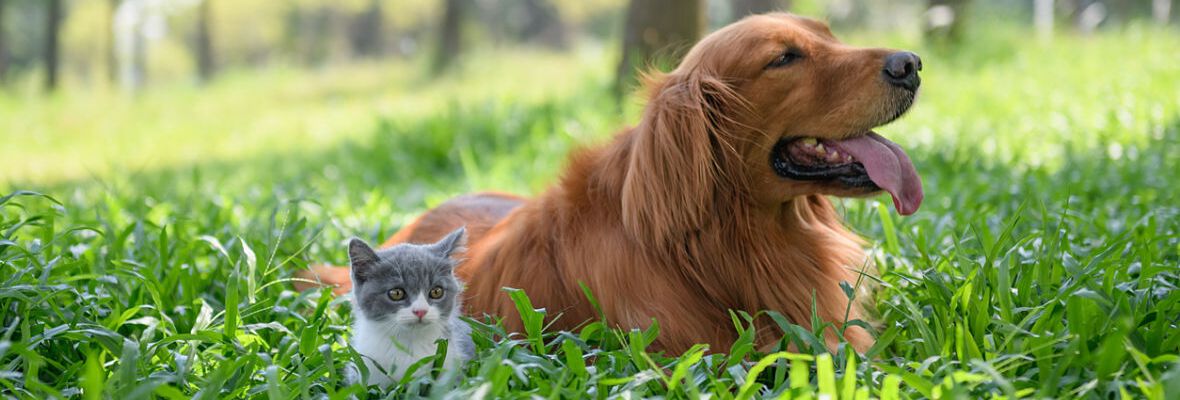 PERRO Y GATO, &iquest;EL JUEGO PARA MEJORAR LA CONVIVENCIA?