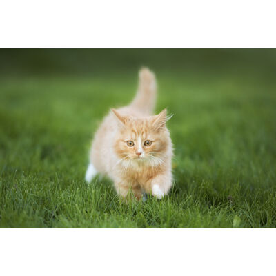 Le lait pour les chats est-il une bonne option ? 