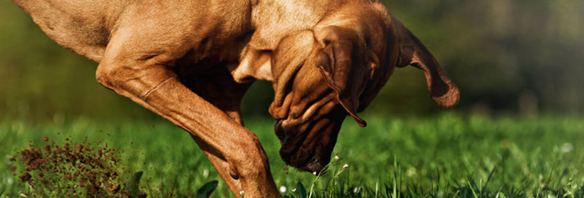 Les chiens voient en couleur et autres v&eacute;rit&eacute;s sur leurs sens