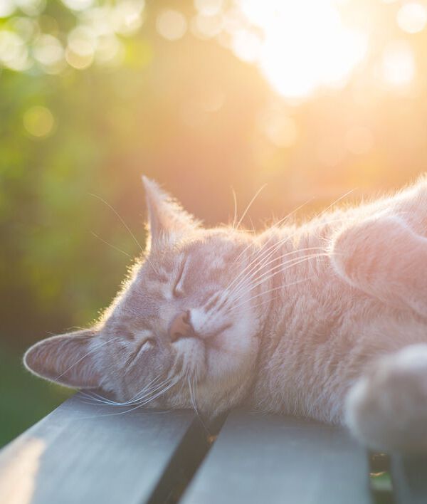 Gatos en verano: cuidados espec&iacute;ficos