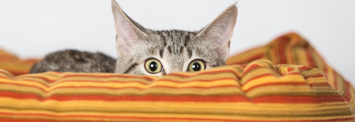 C&Oacute;MO TRANQUILIZAR A UN GATO ASUSTADO