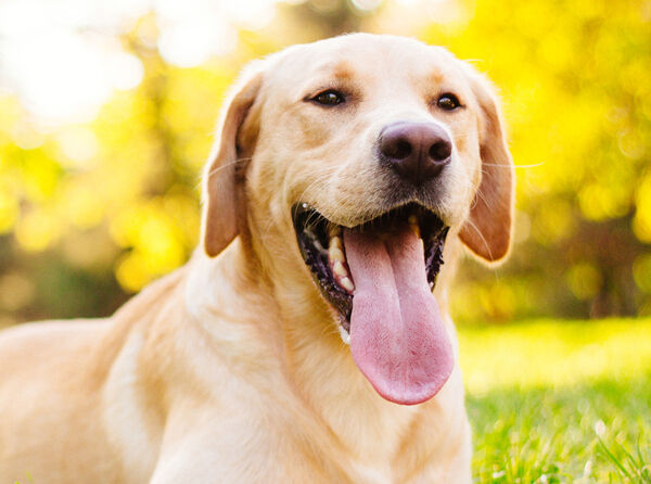COMMENT FAIRE POUR NETTOYER LES DENTS D&rsquo;UN CHIEN ? 
