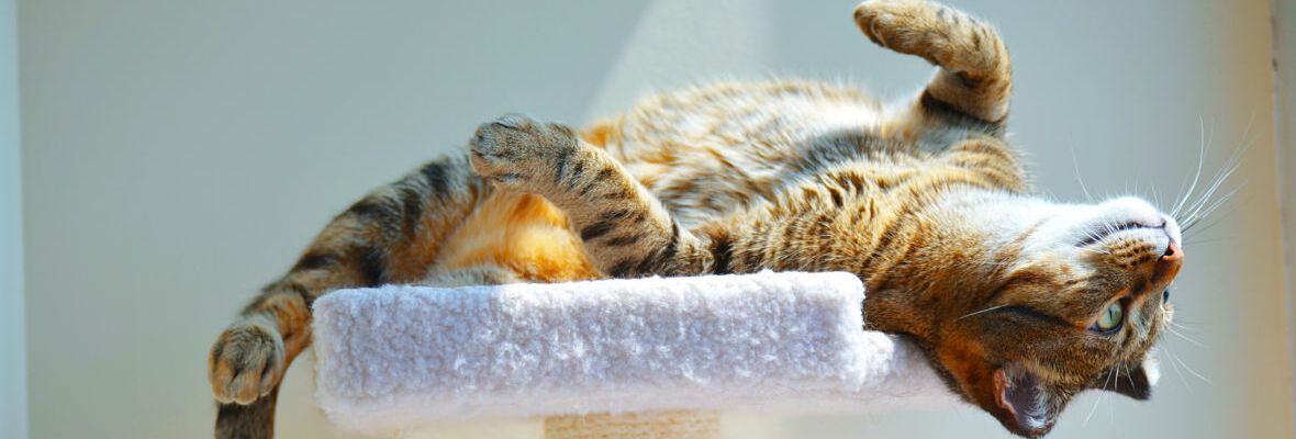 4 IDEAS PARA CREAR UN PARQUE PARA GATOS EN CASA