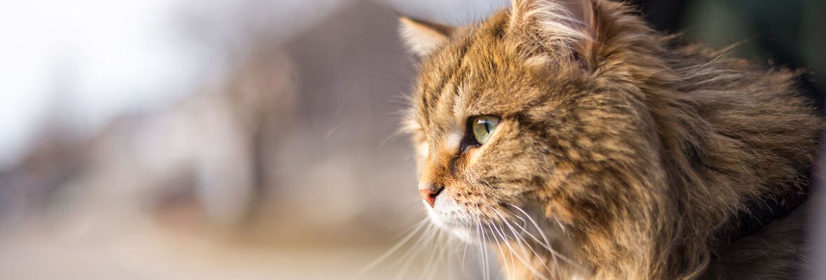 Viajar con gatos: todo lo que necesitas saber 