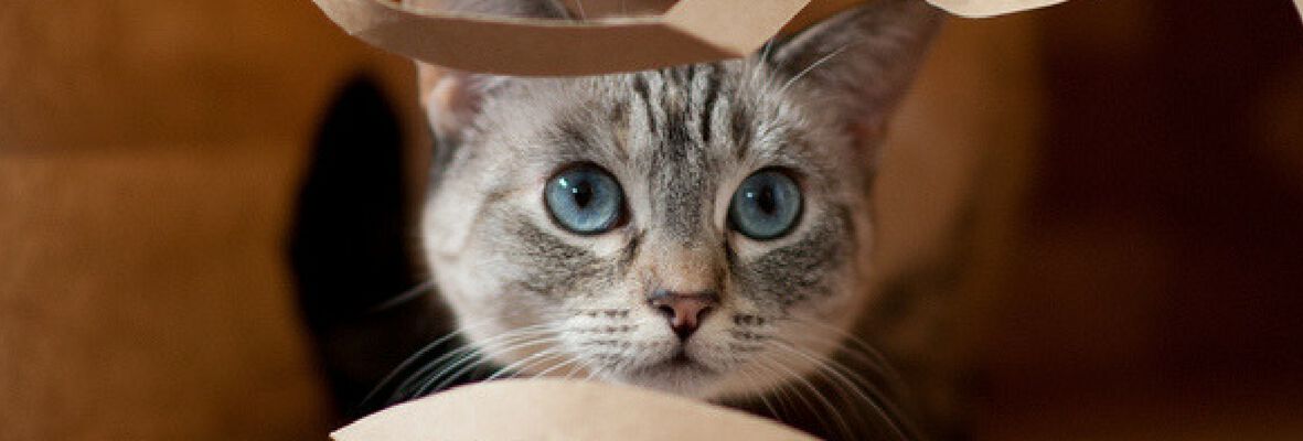 How to discipline your cat in a kind way