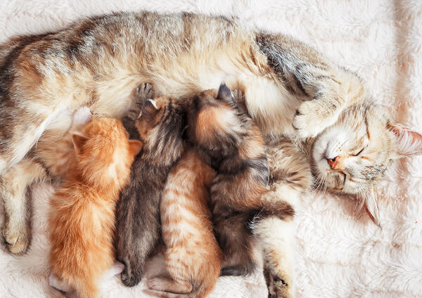 QUE MANGENT LES CHATONS ? CL&Eacute;S POUR NOURRIR UN CHATON
