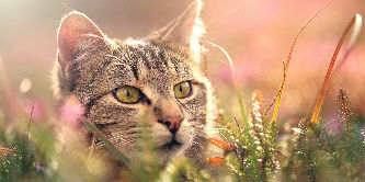 COMPORTEMENT DES CHATS EN CHALEUR