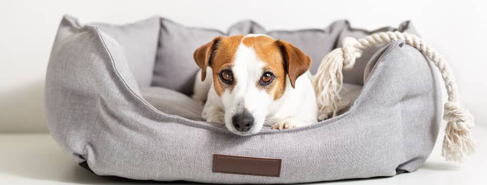 &iquest;Por qu&eacute; los perros rascan la cama?