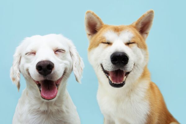 &nbsp;Beneficios de la fibra para los perros