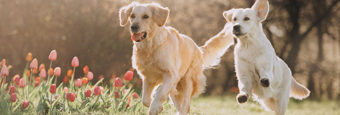 Planes con perros: ideas y recomendaciones