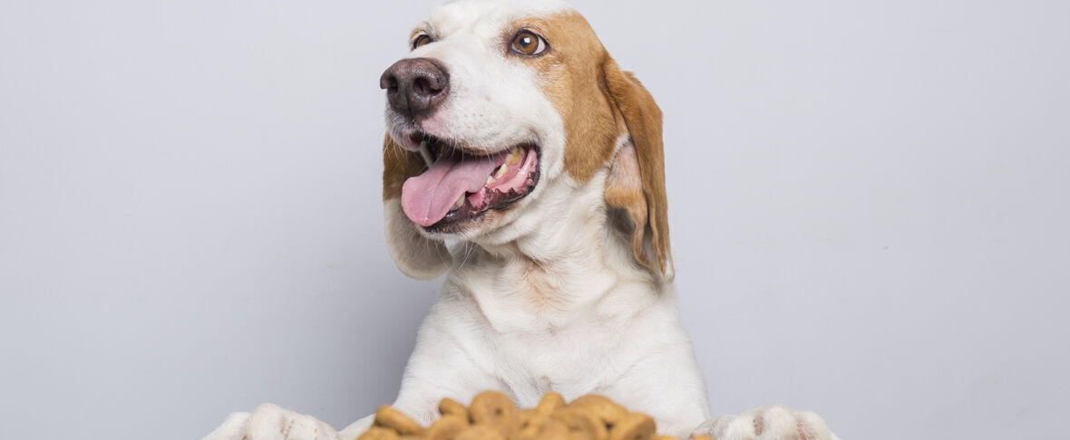 &iquest;Cu&aacute;nto tarda un perro en hacer la digesti&oacute;n?