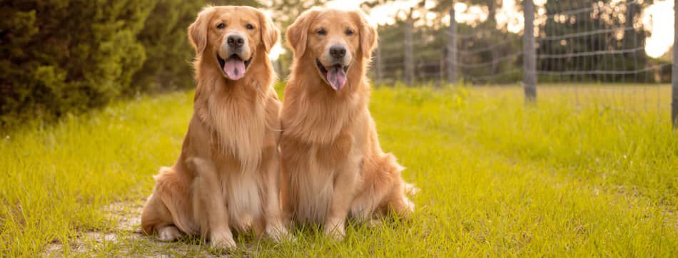 Comida casera para perros: &iquest;existen alternativas naturales?