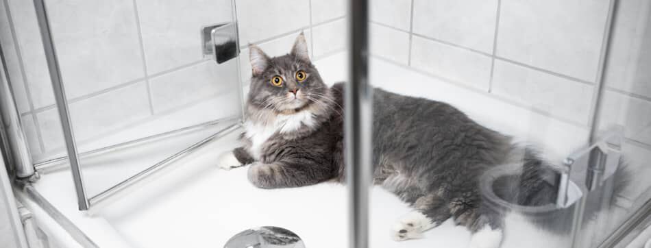 &iquest;Por qu&eacute; mi gato me acompa&ntilde;a al ba&ntilde;o? Causas de este h&aacute;bito