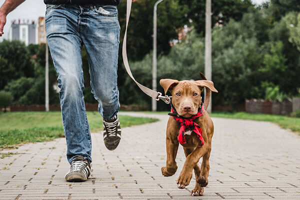 Come insegnare ai cani a fare i bisogni fuori