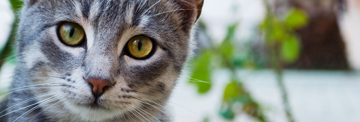 Gu&iacute;a para entender el lenguaje de los gatos