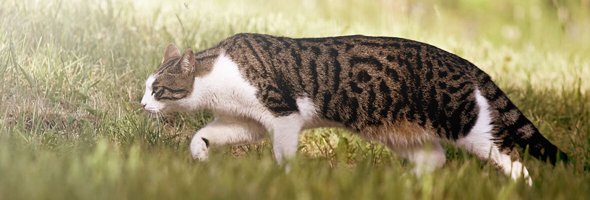 Mi gato me muerde: &iquest;por qu&eacute;?