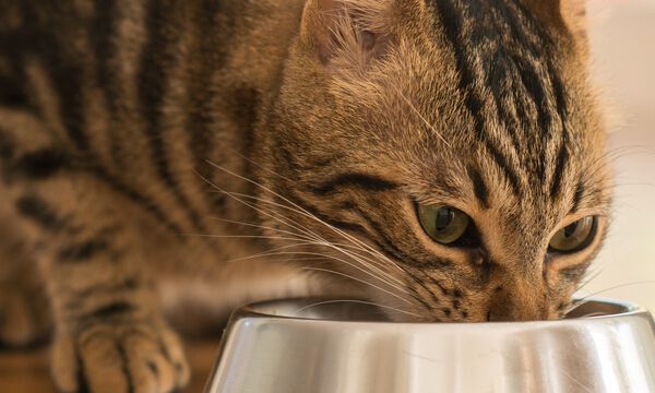APRENDE A ELEGIR LA MEJOR COMIDA NATURAL PARA GATOS