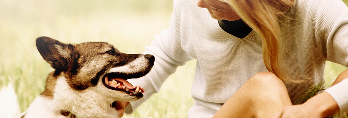 OS C&Atilde;ES COMPREENDEM-NOS?