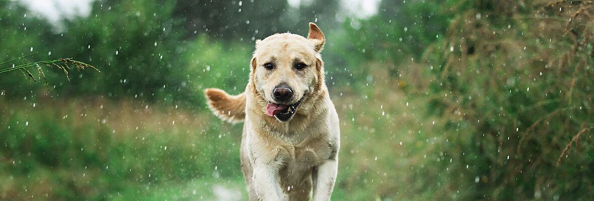 COMMENT FAIRE URINER UN CHIEN DANS UNE LITI&Egrave;RE ?