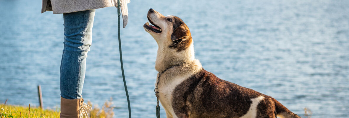Adiestramiento positivo: &iquest;c&oacute;mo llevarlo a cabo?