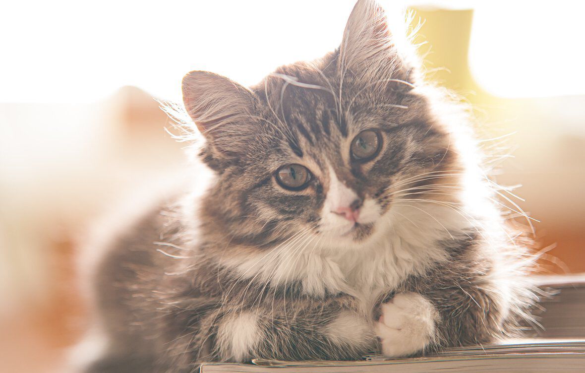 Cortar el pelo a un gato: gu&iacute;a paso a paso