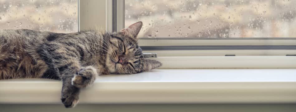 Mi gato no quiere comer y solo duerme