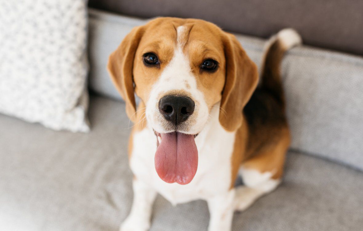 Gu&iacute;a sobre la lengua de perro: conoce todo lo que debes saber sobre ella
