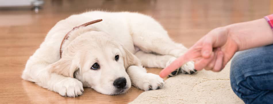 C&oacute;mo ense&ntilde;ar a un cachorro a hacer sus necesidades en la calle