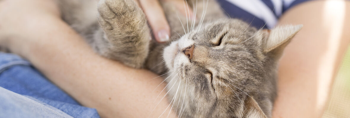 10 AVANTAGES D&rsquo;AVOIR UN CHAT 