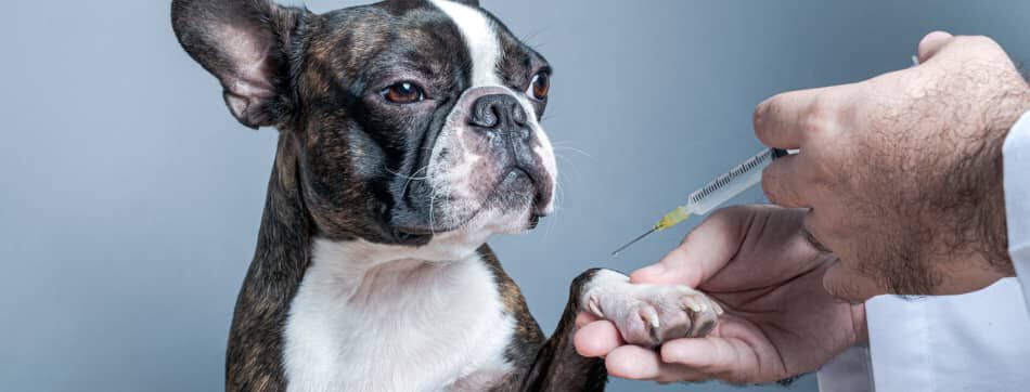 Vacuna polivalente para perros: de qu&eacute; enfermedades protege y cu&aacute;ndo ponerla