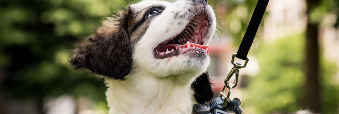 Collier ou harnais pour chiot : lequel choisir ?