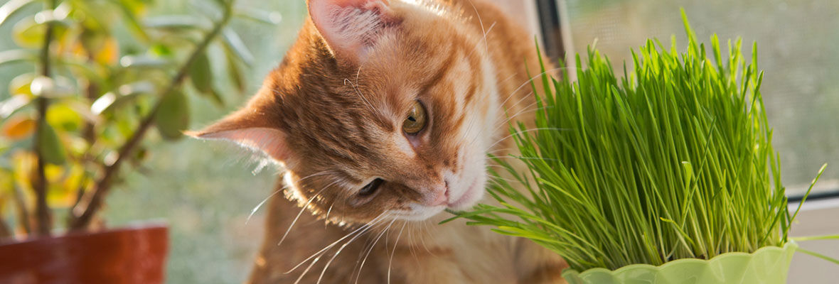 &iquest;Cu&aacute;les son las plantas buenas para gatos?