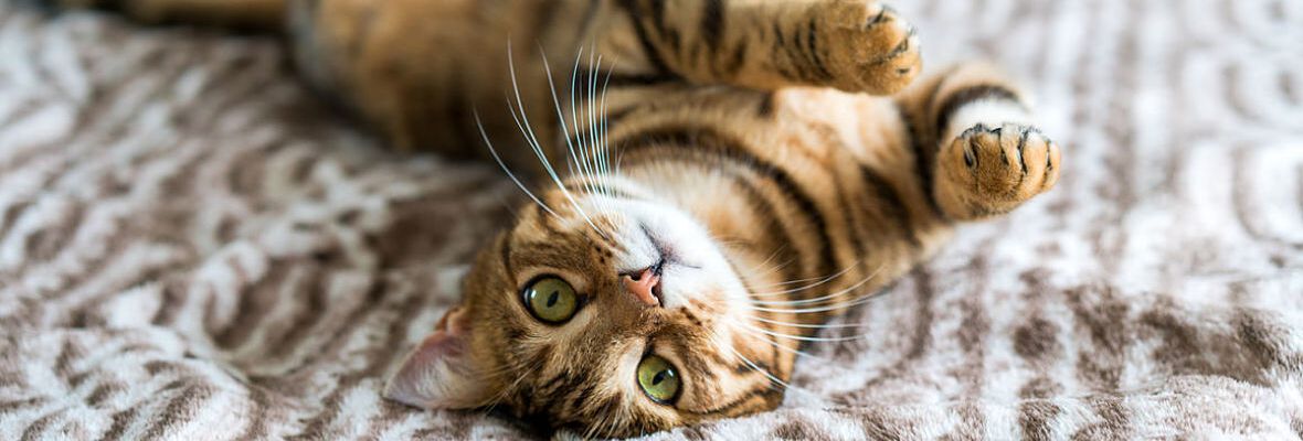 Juegos caseros para gatos: 4 opciones para pasarlo bien sin salir de casa