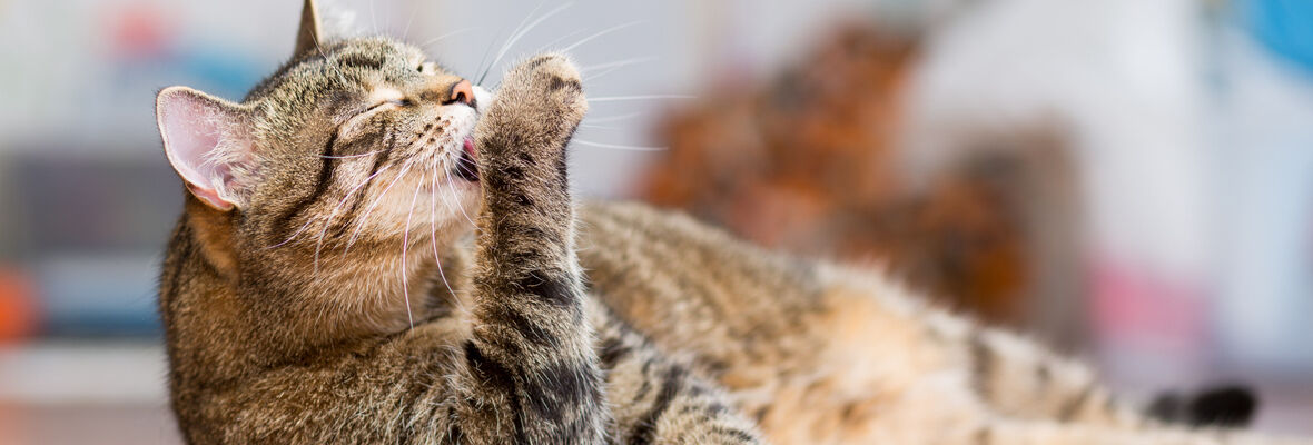 Ca&iacute;da pelo gato: &iquest;c&oacute;mo prevenirla?