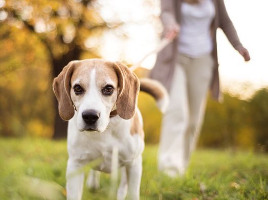 5 CONSEJOS PARA PASEAR A TU PERRO SIN TIRONES