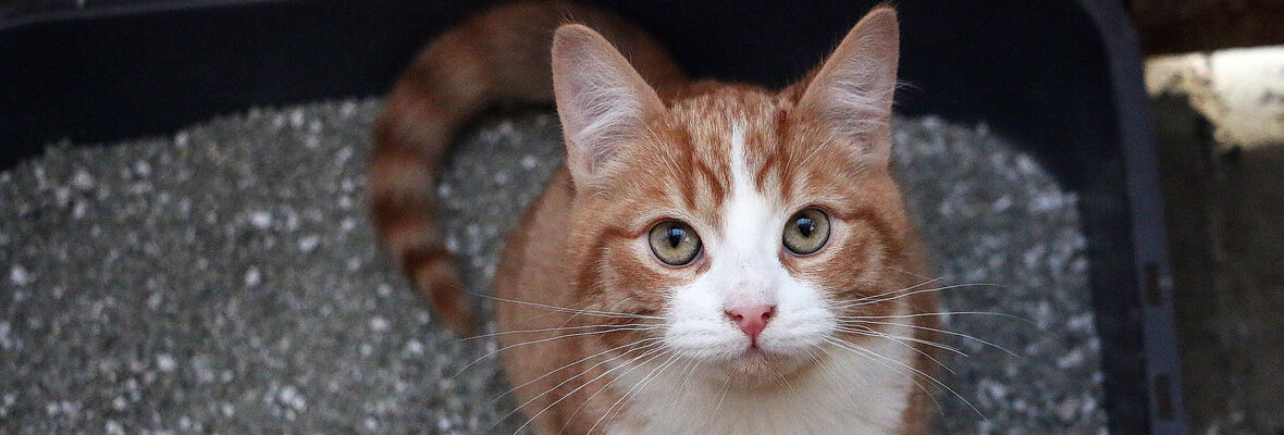 &iquest;C&oacute;mo hacer un arenero para gatos?