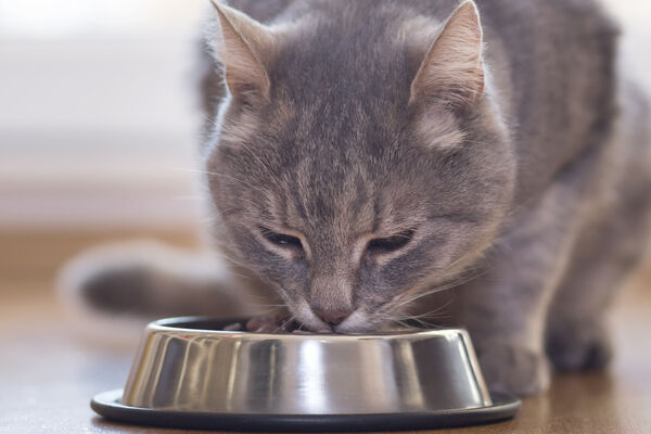 L'importanza dell'alimentazione naturale nel gatto