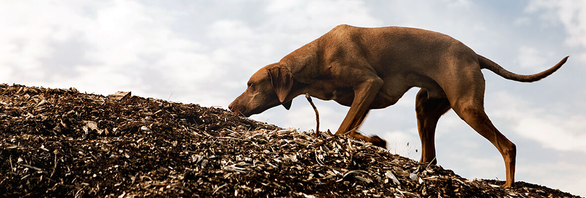  &iquest;POR QU&Eacute; LOS PERROS COMEN HIERBA?