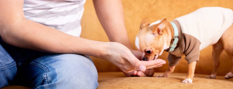 Premios para perros: complementa su alimentaci&oacute;n y refuerza vuestro v&iacute;nculo