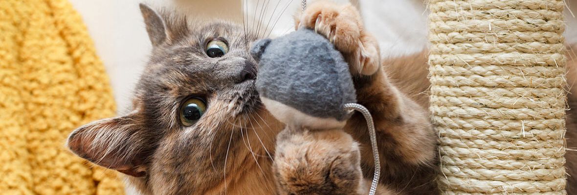 JUGUETES PELIGROSOS PARA GATOS