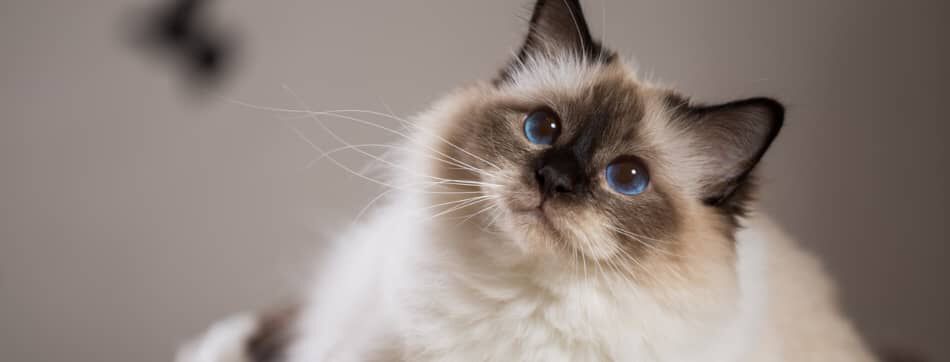 &iquest;C&oacute;mo ven los gatos?