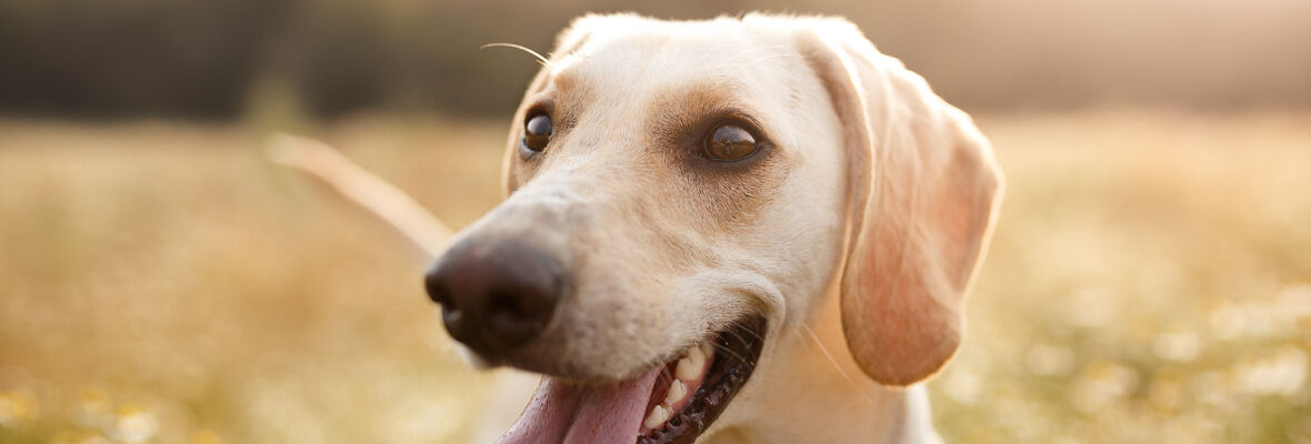 COMMENT BIEN &Eacute;DUQUER SON CHIEN : CONSEILS ET ASTUCES