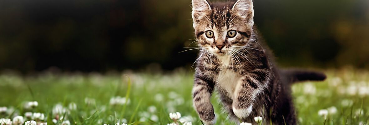 L&rsquo;INSTINCT DE CHASSE DU CHAT