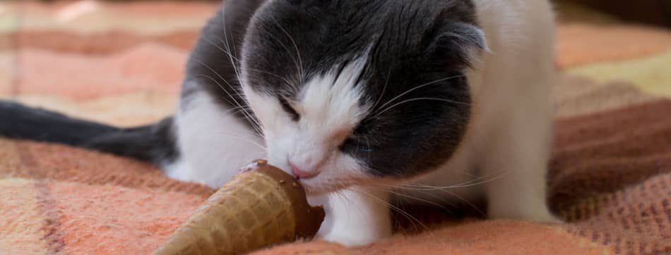 &iquest;Cu&aacute;les son los alimentos t&oacute;xicos para gatos?