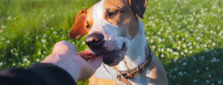 &iquest;Qu&eacute; es la liofilizaci&oacute;n en los alimentos para perros?