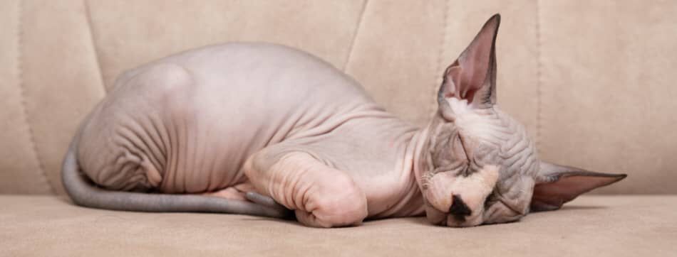 Chats Sphynx : caract&eacute;ristiques et soins sp&eacute;cifiques