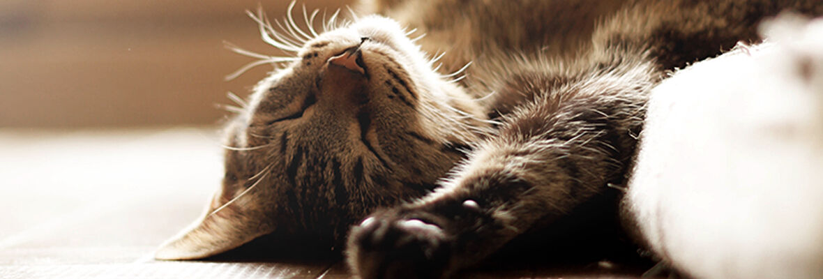 &iquest;Es una buena idea dormir con gatos?